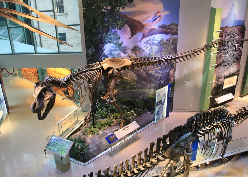 Naylor Family Dinosaur Gallery