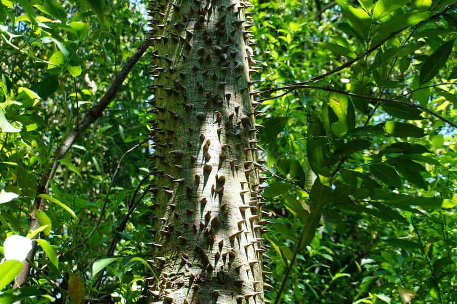 CEIBA TREE - native of Tulum 