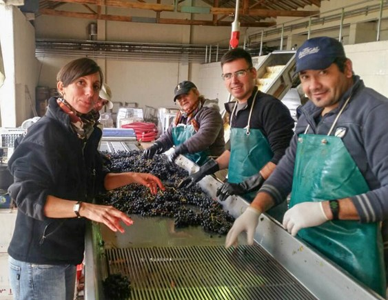 SUSTAINABLE PRACTICES AT GRAFFITO WINES